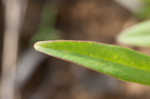 Largeflower tickseed